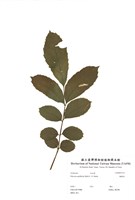 藏品(福祿桐)的圖片